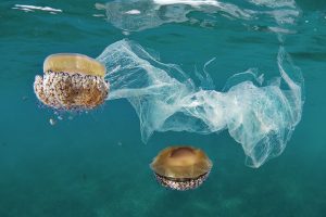 Lần đầu có bộ dữ liệu trong vòng 60 năm về rác thải nhựa đại dương