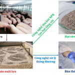Kinh nghiệm quốc tế về quản lý chất thải chăn nuôi lợn theo hướng kinh tế tuần hoàn và bài học cho Việt Nam