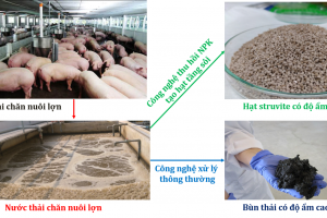 Kinh nghiệm quốc tế về quản lý chất thải chăn nuôi lợn theo hướng kinh tế tuần hoàn và bài học cho Việt Nam