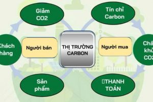 Tín chỉ carbon từ góc nhìn thế giới