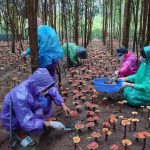 Thu hoạch nấm linh chi dưới tán rừng keo: Ghi dấu thành công bước đầu của dự án thương mại hóa nấm quý hiếm tại vùng đệm Kon Ka Kinh
