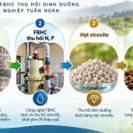 Công nghệ FBHC thu hồi các chất dinh dưỡng từ nước thải chăn nuôi để tái sử dụng trong sản xuất nông nghiệp