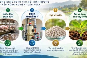 Công nghệ FBHC thu hồi các chất dinh dưỡng từ nước thải chăn nuôi để tái sử dụng trong sản xuất nông nghiệp